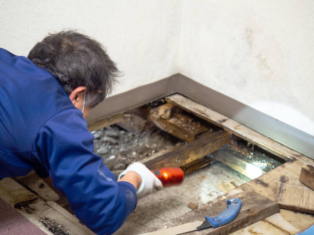 Best Office Mold Removal Services  in Rmel Valley Village, CA