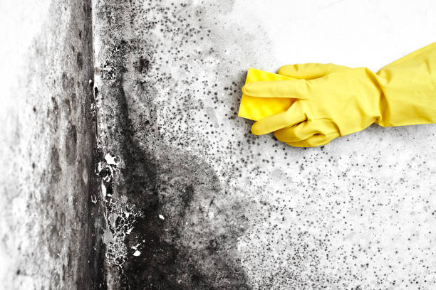 Crawl Space Mold Removal in Carmel Valley Village, CA