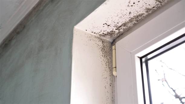 Mold Testing and Removal in Carmel Valley Village, CA