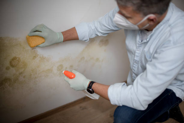 Best Same-Day Mold Removal  in Rmel Valley Village, CA