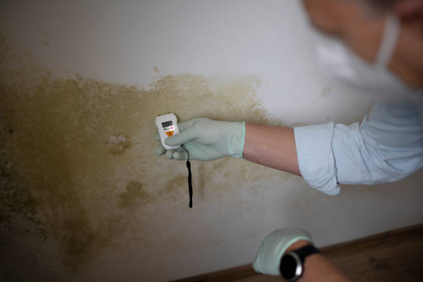 Best Commercial Mold Removal  in Rmel Valley Village, CA