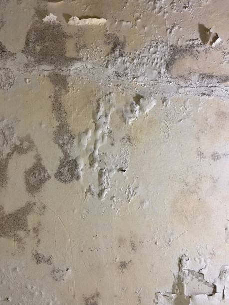 Best Mold Cleaning Services  in Rmel Valley Village, CA