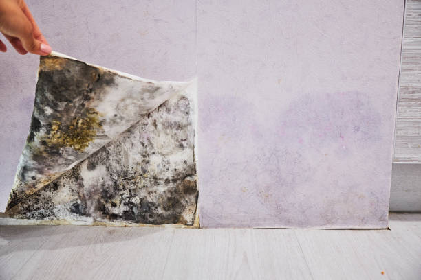 Best Local Mold Removal Service  in Rmel Valley Village, CA